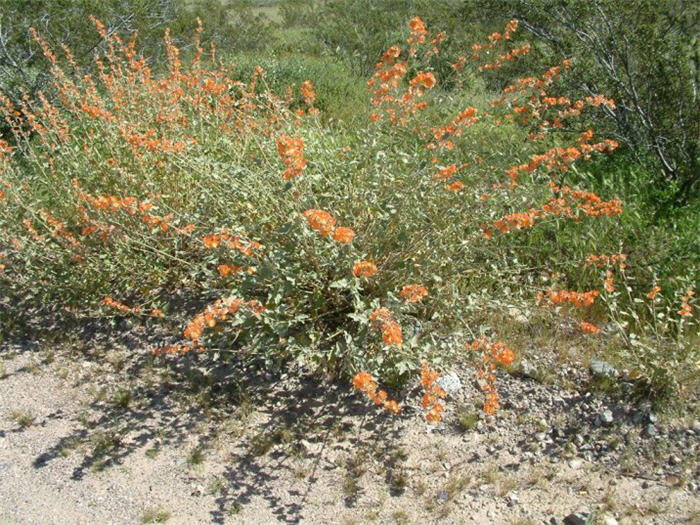 Sphaeralcea ambigua 'Louis Hamilton'