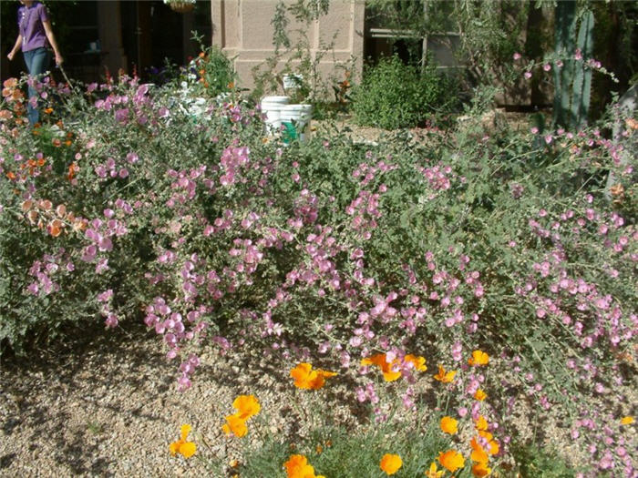 Plant photo of: Sphaeralcea ambigua 'Pink Form'