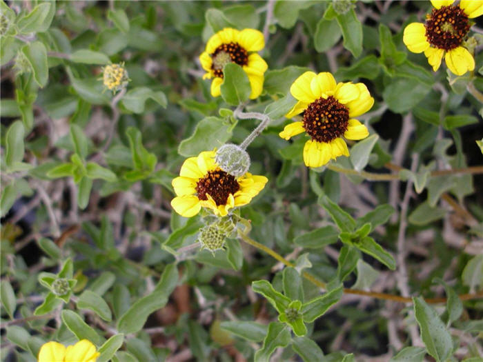 Encelia frutescens