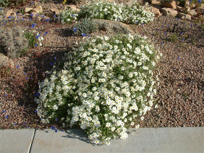 Melampodium leucanthum