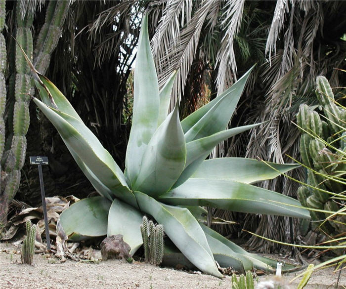 Agave guiengola