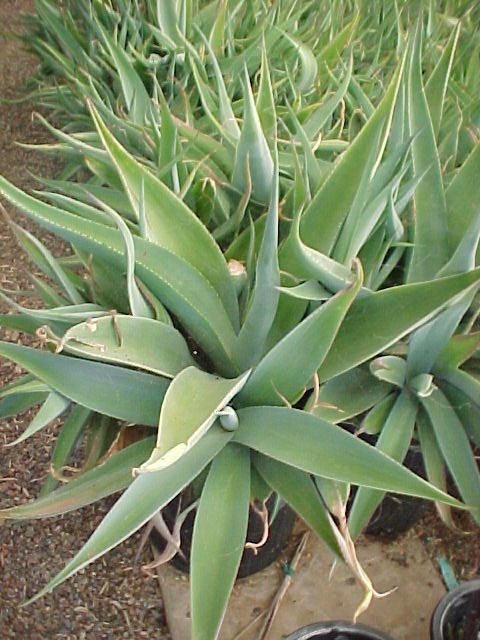 Plant photo of: Agave guiengola