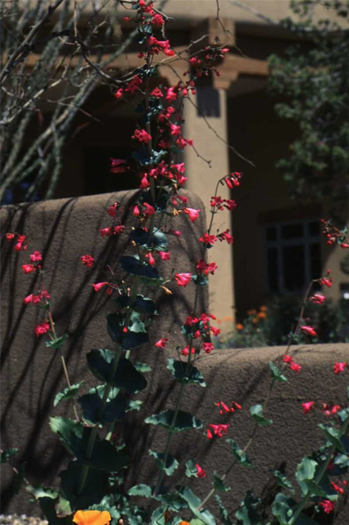 Penstemon pseudospectabilis