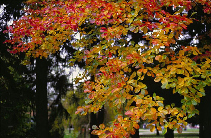 Plant photo of: Nyssa sylvatica