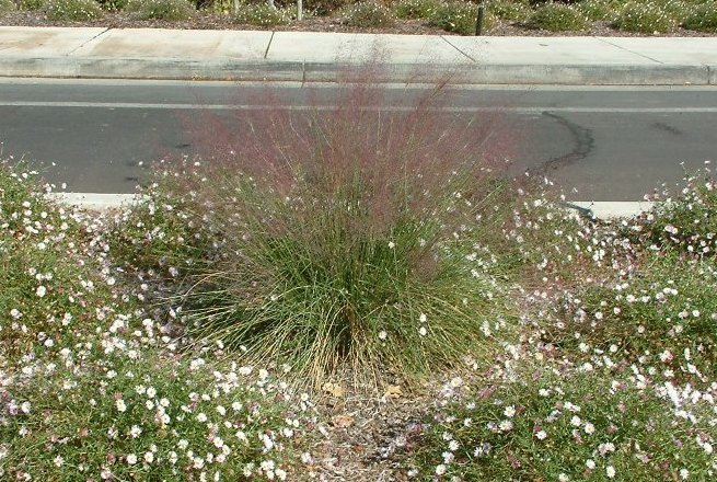 Plant photo of: Muhlenbergia capillaris