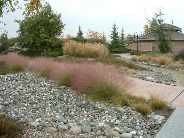 Plant photo of: Muhlenbergia capillaris