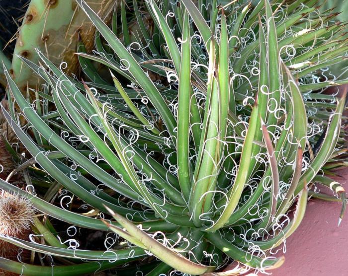 Plant photo of: Agave filifera