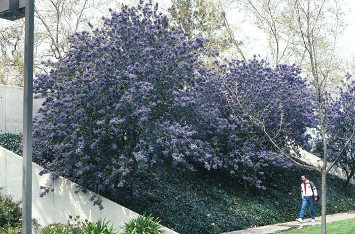 Plant photo of: Ceanothus arboreus 'Ray Hartman'