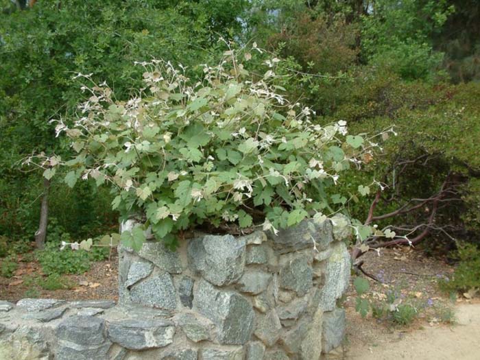 Plant photo of: Vitis californica