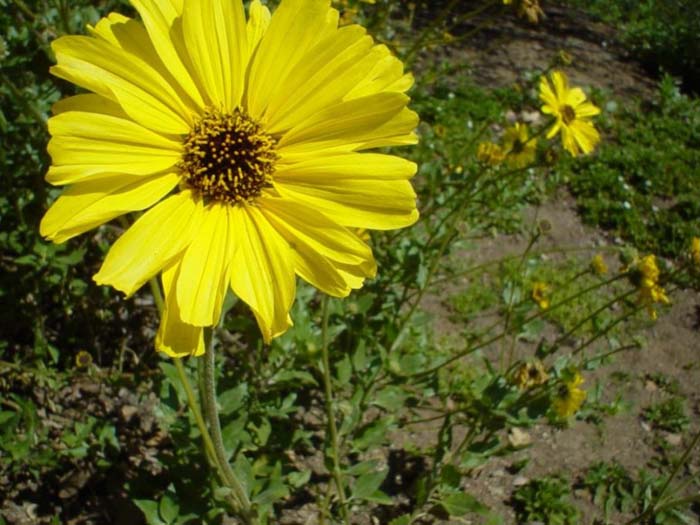 Plant photo of: Encelia californica