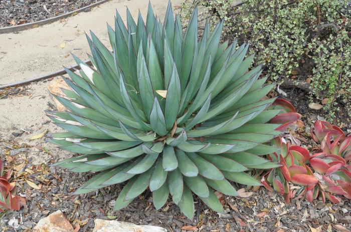 Plant photo of: Agave 'Blue Glow'