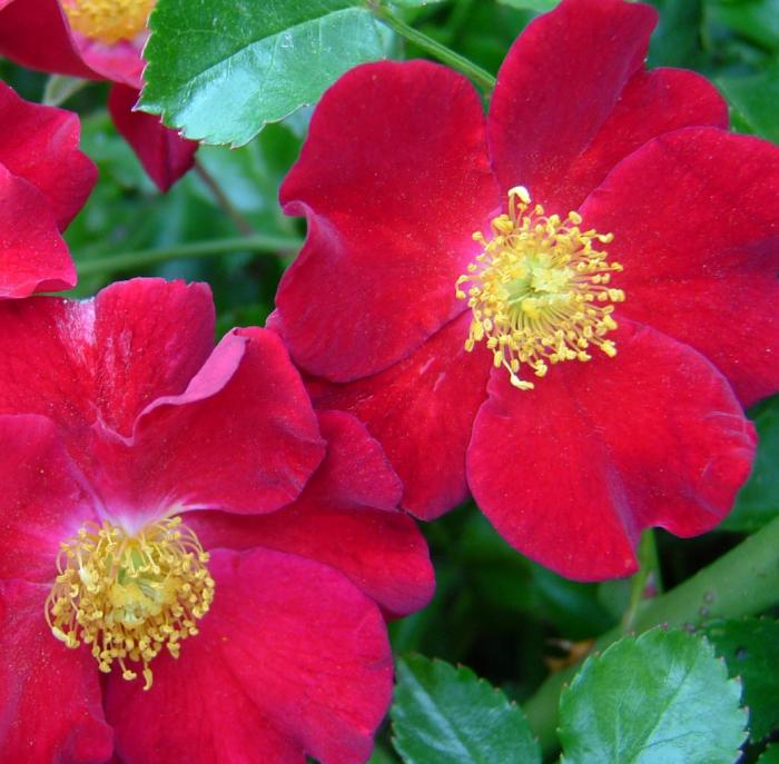 Rosa Flower Carpet Red