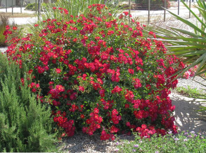 Plant photo of: Rosa Flower Carpet Red