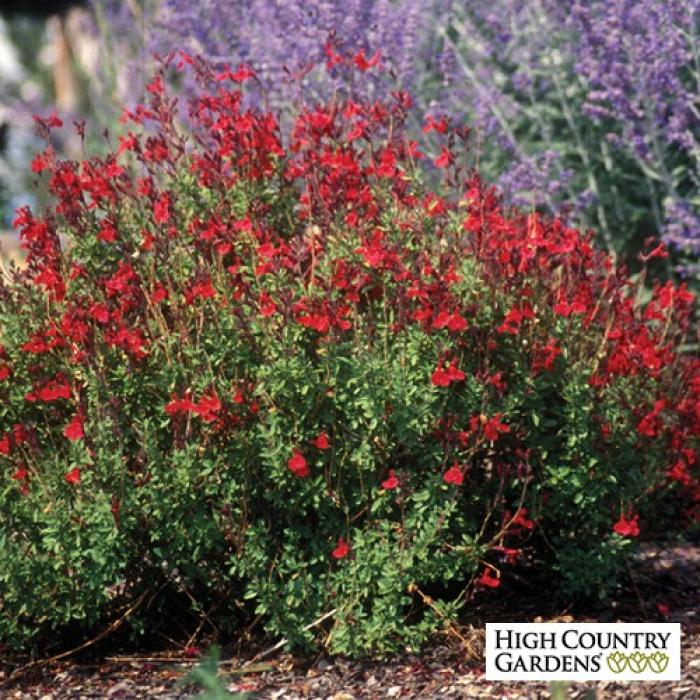 Plant photo of: Salvia greggii 'Furman's Red'