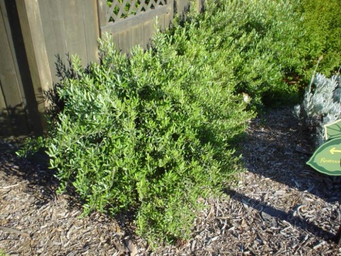 Olea europaea 'Little Ollie'