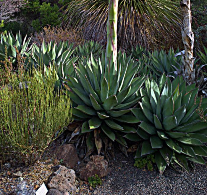 Agave parryi ssp. parryi