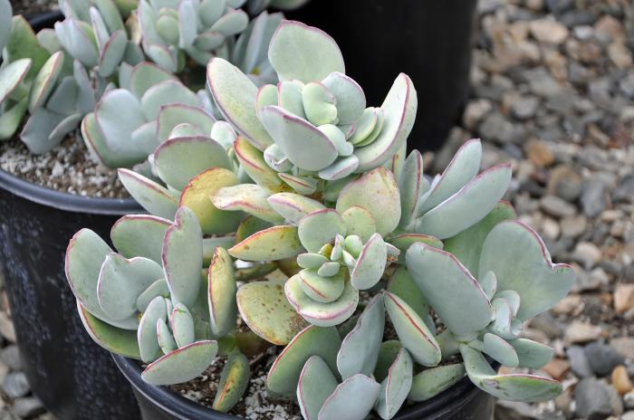 Cotyledon orbiculata 'Cinderella'