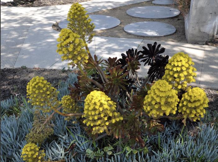 Plant photo of: Aeonium arboreum 'Cyclops'