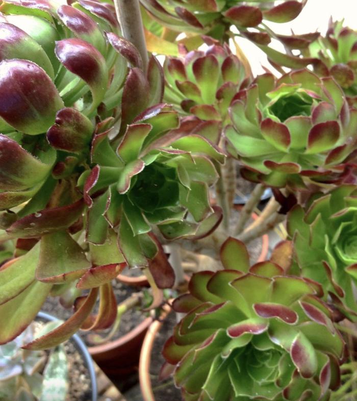 Plant photo of: Aeonium arboreum 'Cyclops'