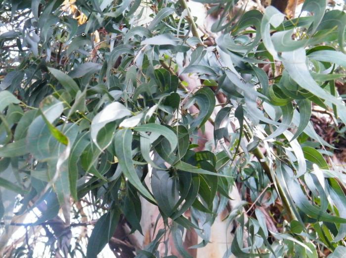 Plant photo of: Eucalyptus viminalis