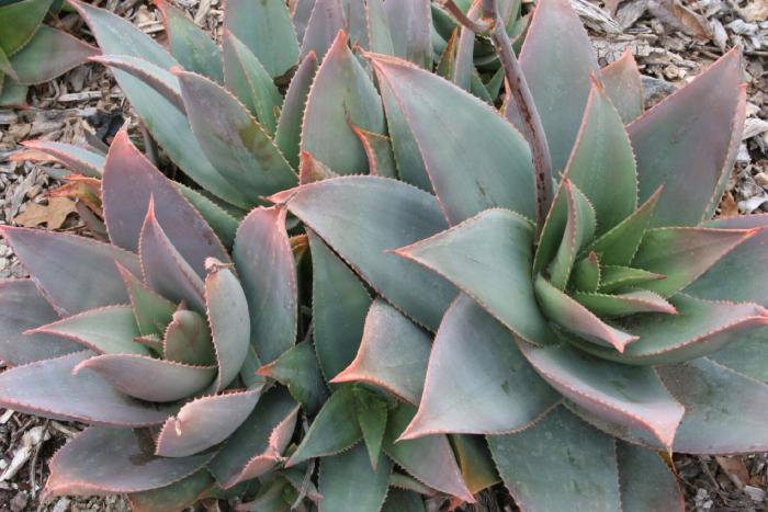 Plant photo of: Aloe striata 'Ghost Aloe'