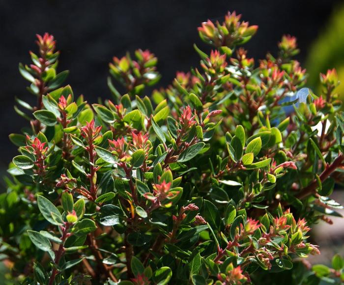 Plant photo of: Arctostaphylos 'Greensphere'