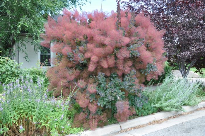 Cotinus X 'Grace'