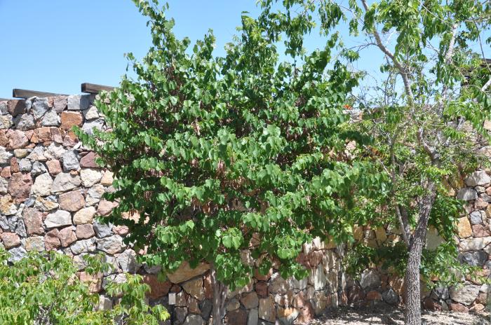 Cercis can. var. mexicana