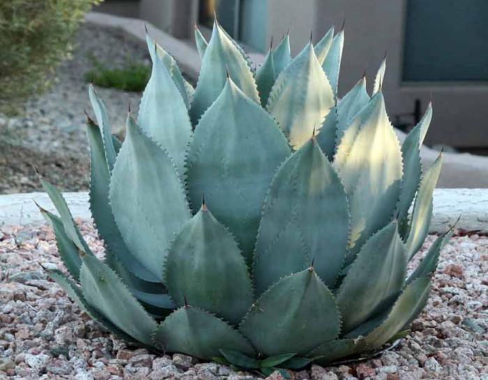 Plant photo of: Agave celsii 'Nova'