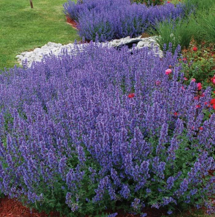 Plant photo of: Nepeta racemosa 'Walker's Low'