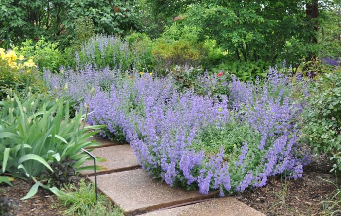 Plant photo of: Nepeta racemosa 'Walker's Low'