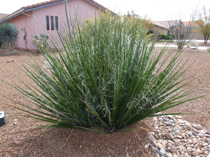 Agave geminiflora