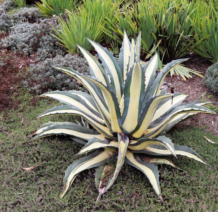 Agave mediopicta