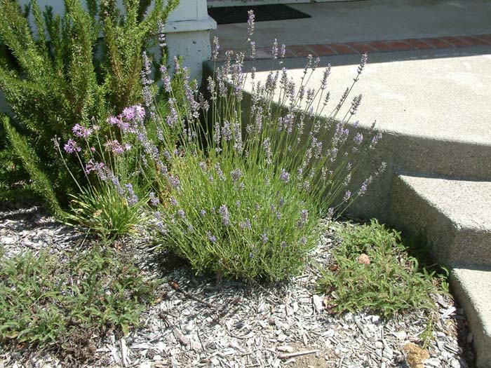 Lavandula angustifolia 'Munstead'