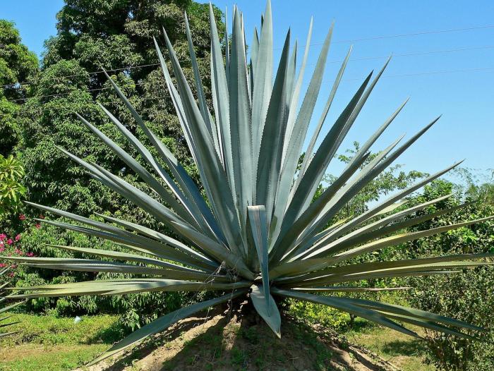 Plant photo of: Agave tequilana