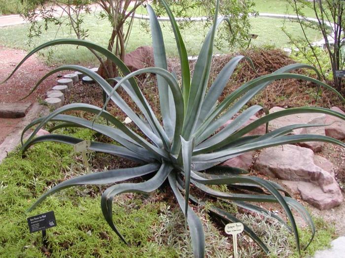 Plant photo of: Agave vilmoriniana