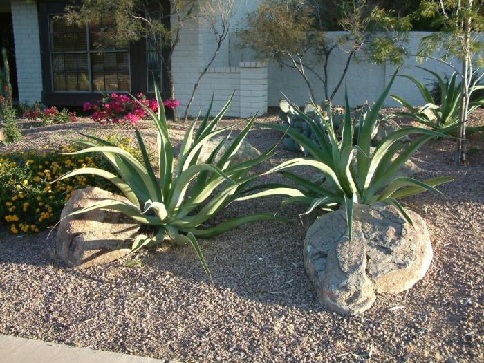 Plant photo of: Agave vilmoriniana