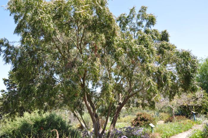 Plant photo of: Agonis flexuosa