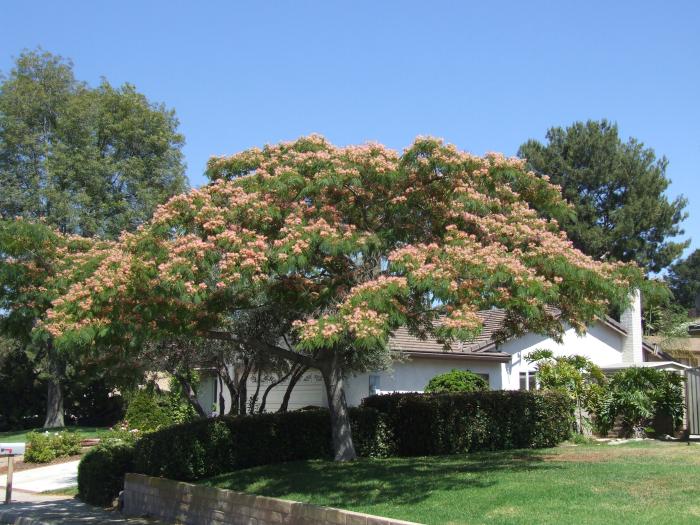 Plant photo of: Albizia julibrissin