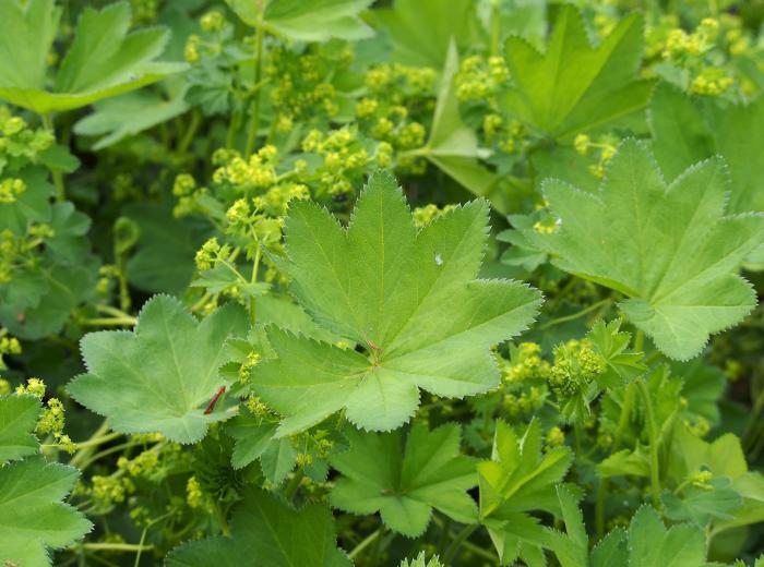 Alchemilla mollis