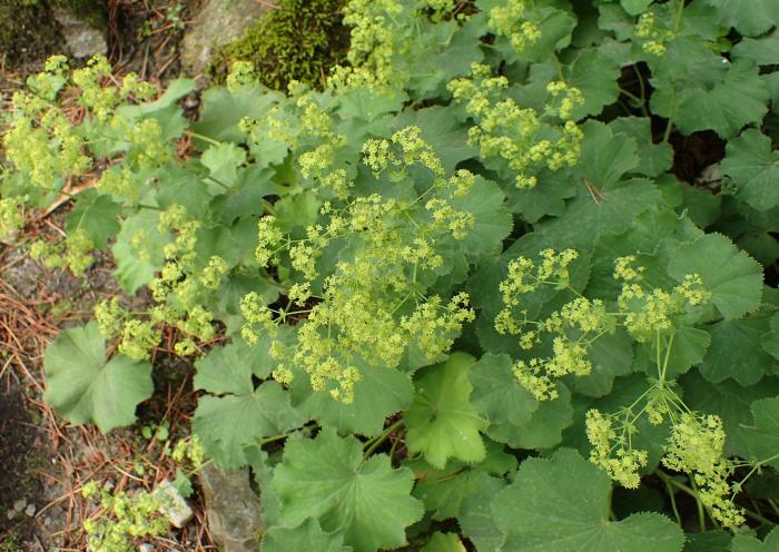 Plant photo of: Alchemilla mollis