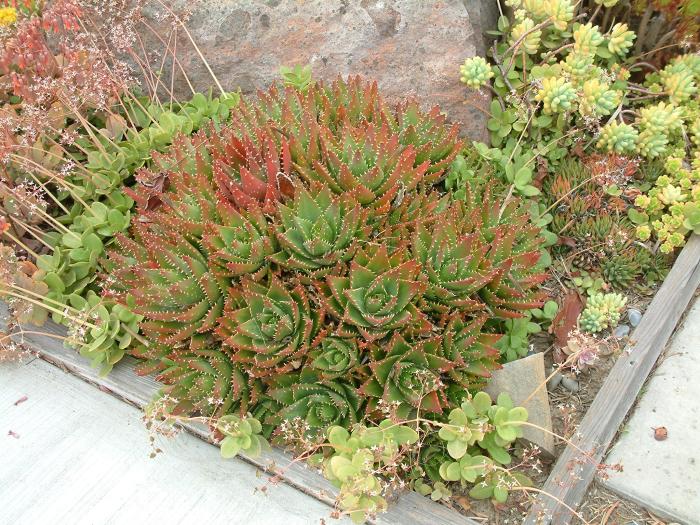 Aloe brevifolia