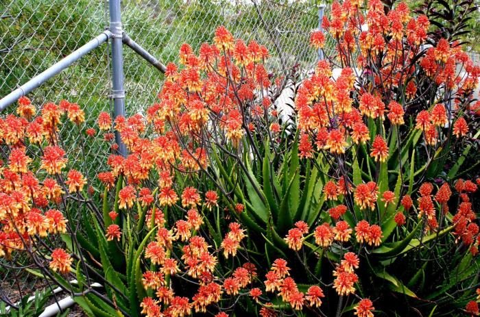 Aloe camperi