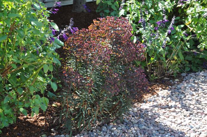 Euphorbia 'Black Bird'