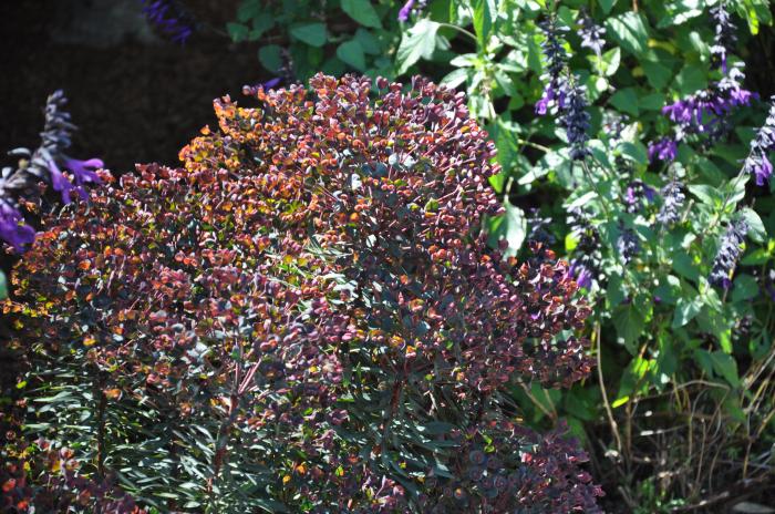 Plant photo of: Euphorbia 'Black Bird'