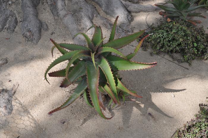 Aloe elgonica