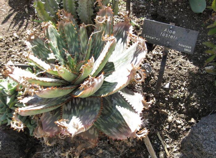 Aloe fosterii