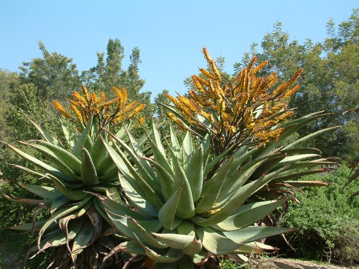 Aloe marlothii