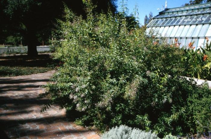 Aloysia triphylla