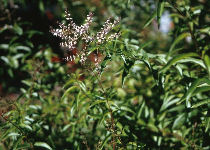 Plant photo of: Aloysia triphylla